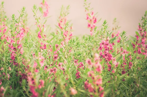 Antirrhinum majus o Snapdragons o Drago fiori vintage — Foto Stock