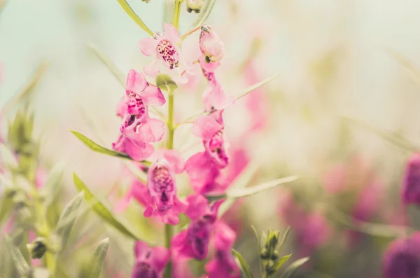 Antirrhinum majus o Snapdragons o Dragon flores vendimia —  Fotos de Stock