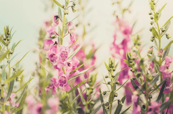 Antirrhinum majus o Snapdragons o Drago fiori vintage — Foto Stock