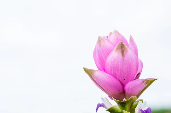 Curcuma alismatifolia o tulipán Siam o tulipán de verano —  Fotos de Stock