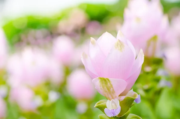 Curcuma alismatifolia oder siam Tulpe oder Sommertulpe — Stockfoto