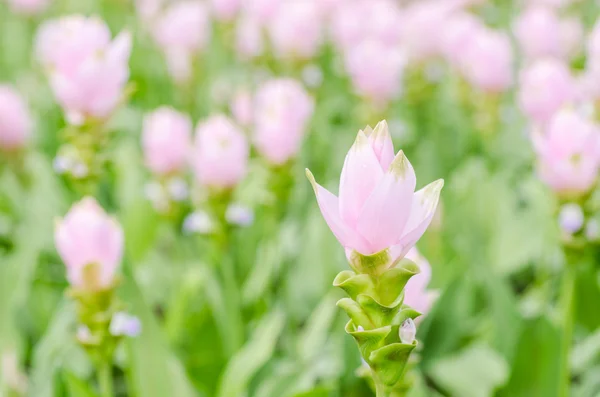 Curcuma alismatifolia oder siam Tulpe oder Sommertulpe — Stockfoto