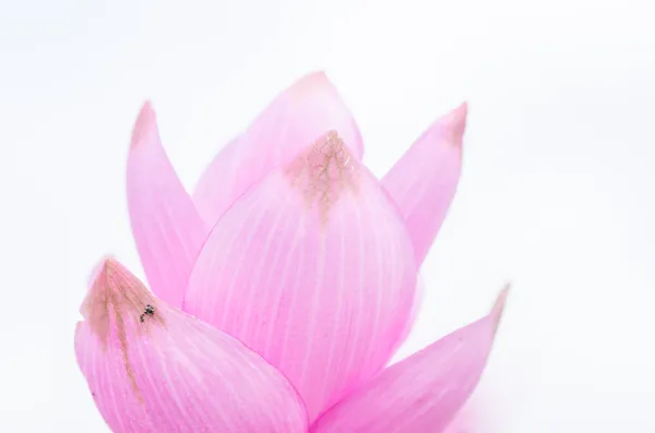 Curcuma alismatifolia ou Sião tulipa ou tulipa de verão — Fotografia de Stock
