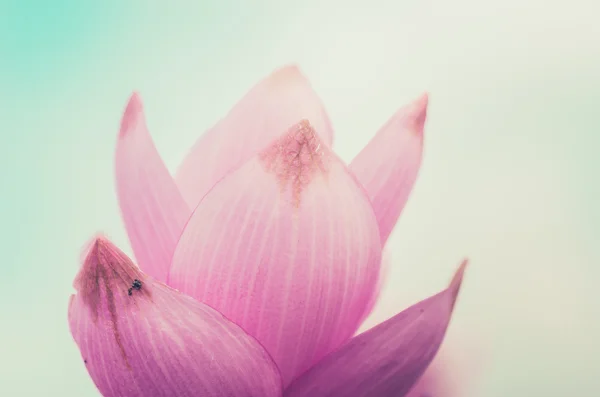 Curcuma alismatifolia o Siam tulipán o verano tulipán vendimia — Foto de Stock