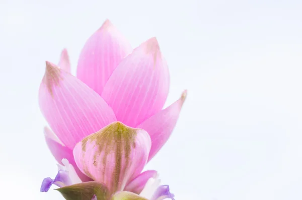 Curcuma alismatifolia ou Sião tulipa ou tulipa de verão — Fotografia de Stock