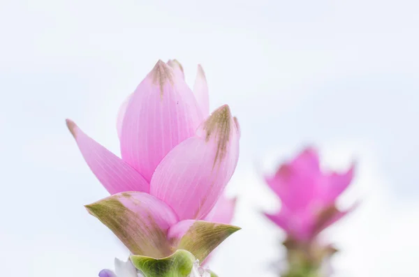 Curcuma alismatifolia eller siam tulip eller sommaren tulip — Stock fotografie