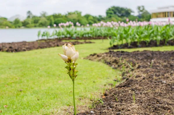 Curcuma alismatifolia of siam tulip of zomer tulip — Stockfoto