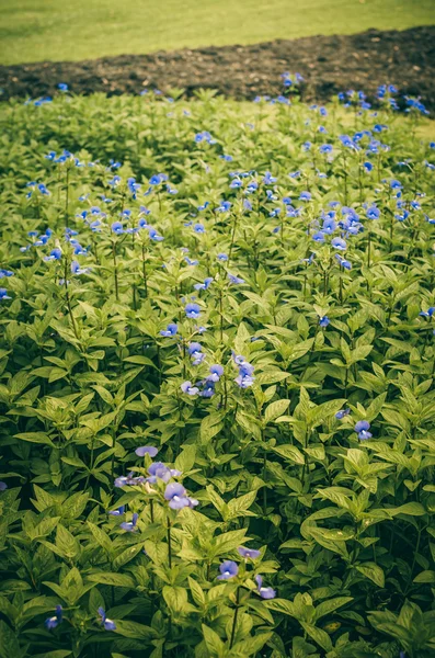 スミレの花のフィールドのヴィンテージ — ストック写真