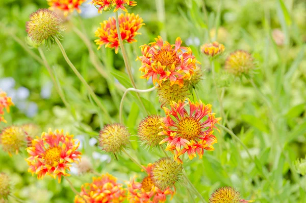 Gaillardia aristata röd gul blomma i trädgården — Stockfoto