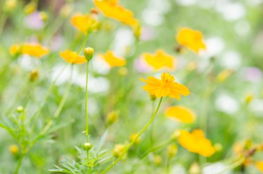 Cosmos mantarı çiçek