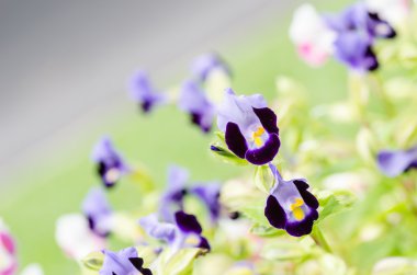 torenia veya wishbone çiçek