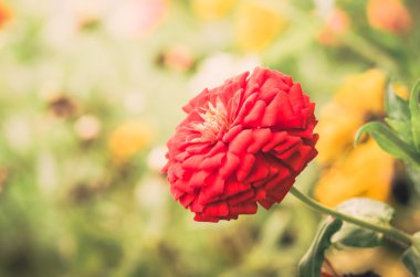 Zinnia çiçeği vintage