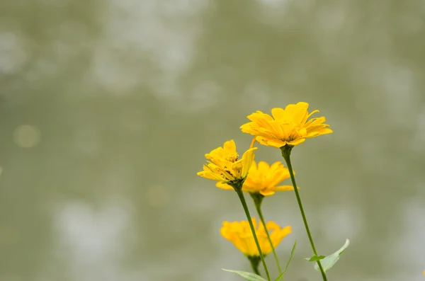 Cosmos sulphureus blomma — Stockfoto