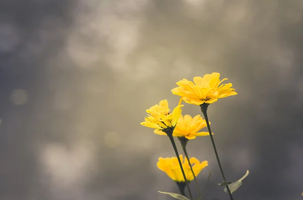 Cosmos sulfureo fiore vintage — Foto Stock