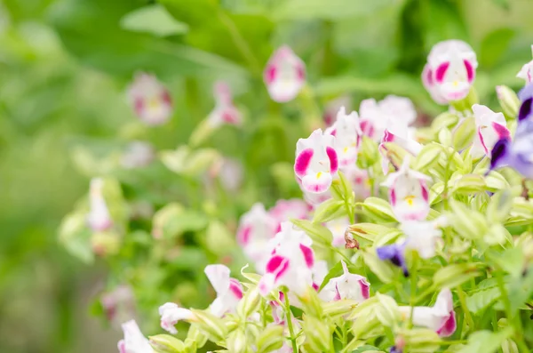 Цветы Torenia или Wishbone — стоковое фото
