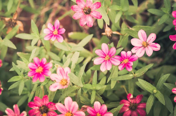 Zinnia bloem vintage — Stockfoto