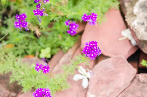 Violer blommor fält — Stockfoto