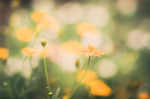 Cosmos sulphureus λουλούδι vintage — Φωτογραφία Αρχείου