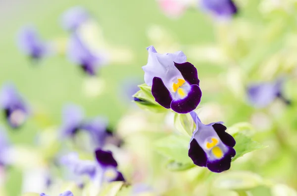 Torenia nebo wishbone květiny — Stock fotografie