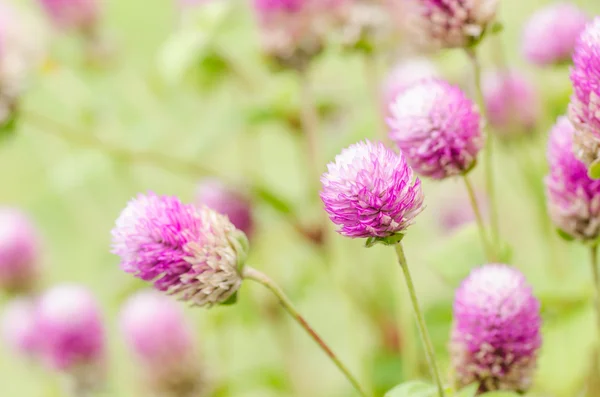 Globe Amaranth or Bachelor Button flower — Stock Photo, Image