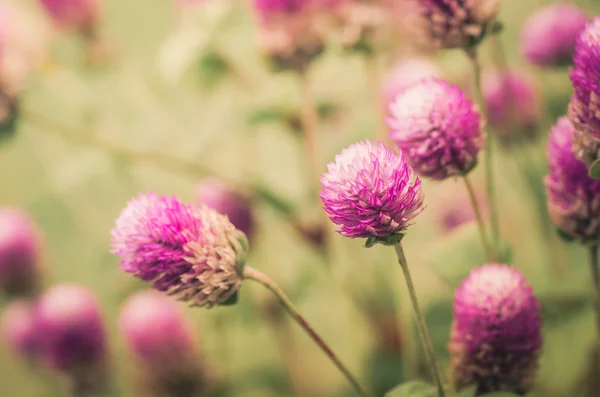 Globe amaranth o bachelor pulsante fiore vintage
