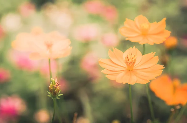 Cosmos sulphureus flower vintage — Stock Photo, Image