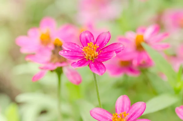 Flor de Zinnia —  Fotos de Stock