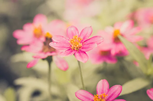 Zinnia flor vintage — Fotografia de Stock