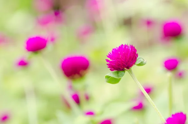 Amaranto do globo ou flor de botão de solteiro — Fotografia de Stock