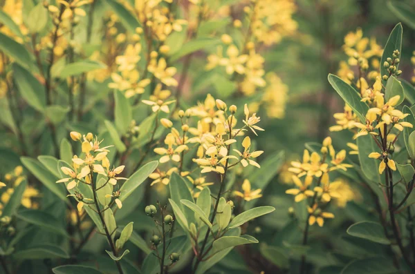 Винтаж желтых цветов — стоковое фото