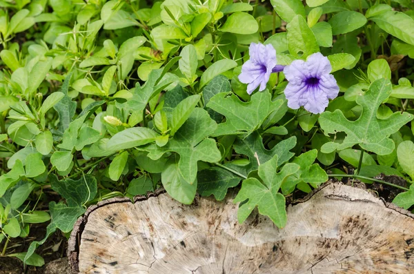 Рута tuberosa квітка — стокове фото