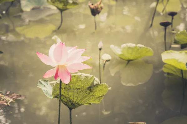 Lotus or Water lily flower vintage — Stock Photo, Image