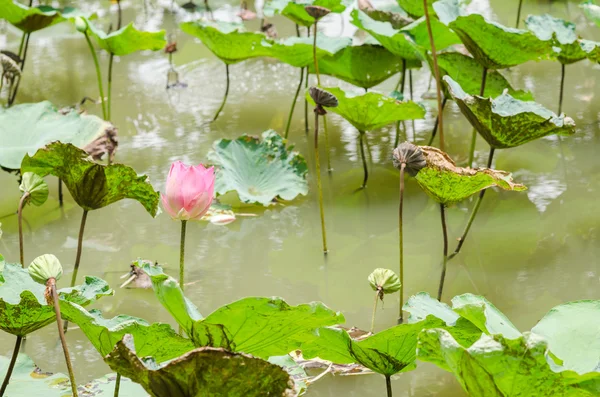 Lotus or Water lily flower — Stock Photo, Image