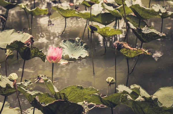 Lotus or Water lily flower vintage — Stock Photo, Image