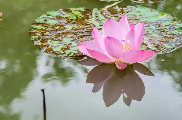 Lotus or Water lily flower — Stock Photo, Image