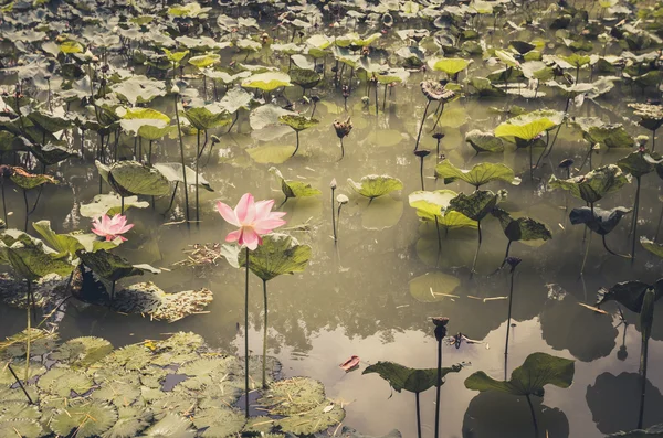 Lotus or Water lily flower vintage — Stock Photo, Image