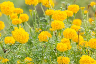 marigolds veya tagetes erecta çiçek