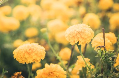 marigolds veya tagetes erecta çiçek vintage