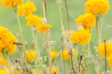 marigolds veya tagetes erecta çiçek