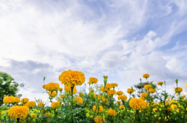 marigolds veya tagetes erecta çiçek