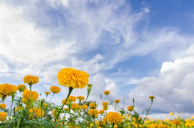 marigolds veya tagetes erecta çiçek