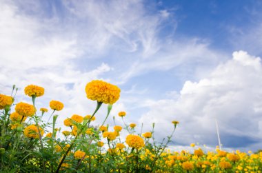 marigolds veya tagetes erecta çiçek