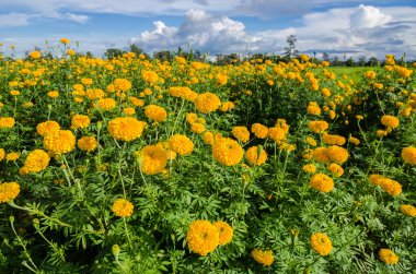 marigolds veya tagetes erecta çiçek