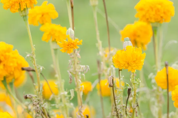 Calendule o Tagete erecta fiore — Foto Stock