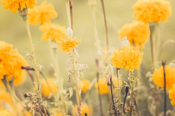 Marigolds ou Tagetes erecta flor vintage — Fotografia de Stock