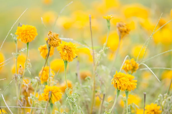 Calendule o Tagete erecta fiore — Foto Stock