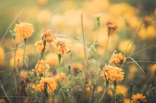 Marigolds ou Tagetes erecta flor vintage — Fotografia de Stock