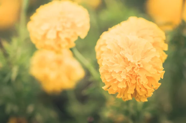 Ringelblumen oder Tagetes erecta Blume Jahrgang — Stockfoto