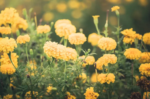 Ringelblumen oder Tagetes erecta Blume Jahrgang — Stockfoto