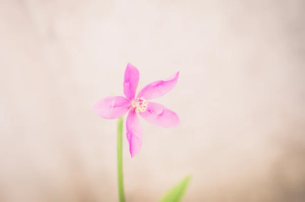 Roze bloem vintage — Stockfoto